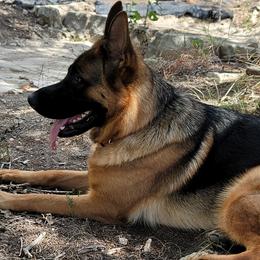 Bella - German Shepherd