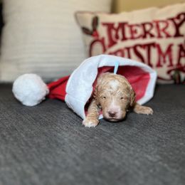 Goldendoodle Puppies from S_and_b_doodles