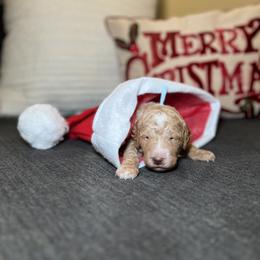 Goldendoodle Puppies from S_and_b_doodles
