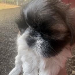 Domino - Black gold and white male Shih Tzu puppy in Kelseyville, California from Cobb Mountain Shih Tzus, Paragon Pomeranians