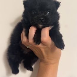 Boy 2 - Black male Pomeranian puppy in Jackson, Tennessee from Little House Pomeranians