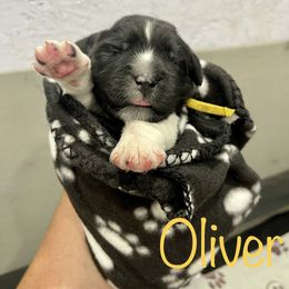 Boy 2 - White and black Newfoundland puppy in Tully, New York from Bear Paw Newfoundlands