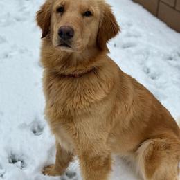 Nova - Golden Retriever