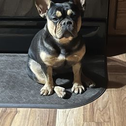French Bulldog All Grown Up from Calamity Jane French Bulldogs