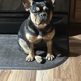French Bulldog All Grown Up from Calamity Jane French Bulldogs