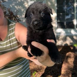 German Shepherd Puppies from Bolwerk’s 3B Acres