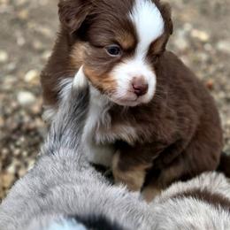 ASH - Red merle male Toy Australian Shepherd puppy in Viking, Minnesota from Son Shine Farm