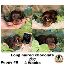 Boy 6 - Chocolate and tan male Dachshund puppy in Broken Arrow, Oklahoma from Native Dachshunds