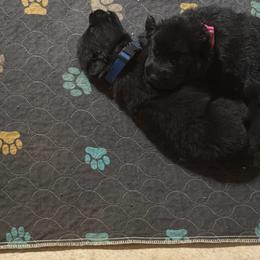 Blue collar boy - Black male German Shepherd puppy in Centralia, Illinois from Janices AKC German Sheperds LLC