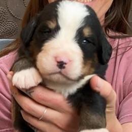Green Collar Male - Black rust and white male Bernese Mountain Dog puppy in Bristol, Tennessee from Holston Hollow Farm