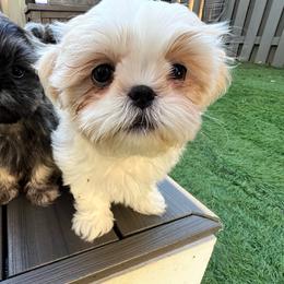 Girl 2 - Gold and white female Shih Tzu puppy in Silver Spring, Maryland from Saraya’s Shih Tzus