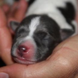 Rat Terrier Puppies from So Co Rat Terriers
