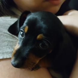 Cici - Black and tan female Dachshund puppy in Texas from Boonedox Bred2BlessU