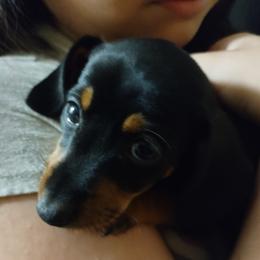 Cici - Black and tan female Dachshund puppy in Texas from Boonedox Bred2BlessU