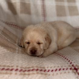 Pink - Yellow female Labrador Retriever puppy in Tekonsha, Michigan from Asher Acres Labs