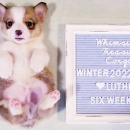 American Corgi and Pembroke Welsh Corgi Puppies from Whimsical Treasure Corgis