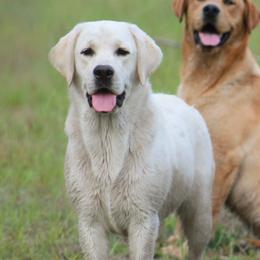 Sheba - Yellow female Labrador Retriever puppy in Morriston, Florida from Penny Lane Labradors