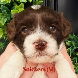 Snickers - Chocolate male Australian Labradoodle puppy in Silver Spring, Maryland from Potomac Australian Labradoodles