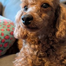 Maggie - Apricot female Poodle puppy in Magnolia, Texas from Celestial Jewels Poodles