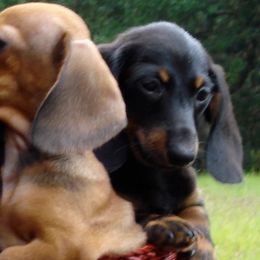 Dachshunds from MacLEdaux
