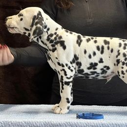 Comet (blue) - Dalmatian puppy in Acampo, California from Gateway Farm Dalmatians
