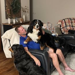 Mika - Bernese Mountain Dog