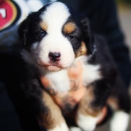 Miniature American Shepherd Puppies from Casita Miniature American Shepherds