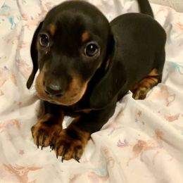 Isabella - Black and tan Dachshund puppy in Silver Springs, Florida from DeMarsh's Dachshunds