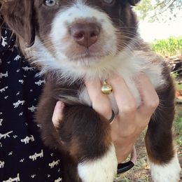 Australian Shepherd Puppies from Page Family Homestead