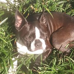 Boston Terriers from Palmetto Bostons