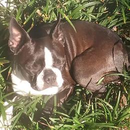 Boston Terriers from Palmetto Bostons