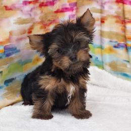Henry TEACUP - Black and tan male Yorkshire Terrier puppy in Monticello, Iowa from Ashley’s Puppies