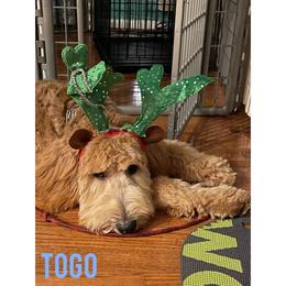 Goldendoodle Puppies from Lu Doodles