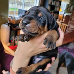 Dachshund and Doberman Pinscher Puppies from Living Hope Dobies and Doxies