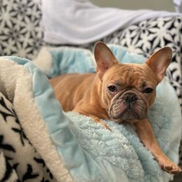 Sugar - French Bulldog