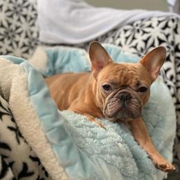Sugar - French Bulldog