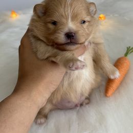 AKC Teddy - Orange parti Pomeranian puppy in Stockton, California from lunas_poms