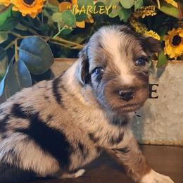 BARLEY - Blue merle male Australian Shepherd puppy in Salem, Arkansas from Patchwork Kennels