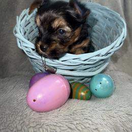 Yorkshire Terrier Puppies from Sundays Yorkies