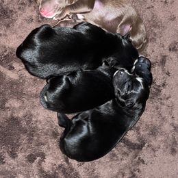 Pomsky Puppies from Michelle's Pomskies