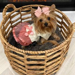 Princess - Yorkshire Terrier