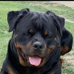 Rocket - Rottweiler
