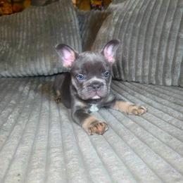 Lilac - Blue female French Bulldog puppy in Lancaster, Ohio from FarmHouse Frenchies