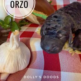 Orzo - Green Boy - Black male Goldendoodle puppy in Harrisburg, Oregon from Dolly’s Doods
