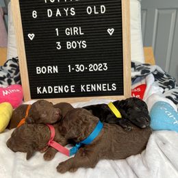 Bedlington Terrier Puppies from Kadence Kennels