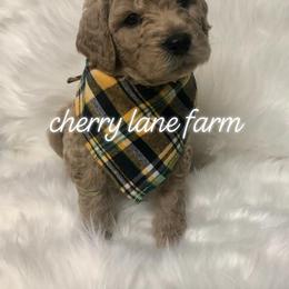 Goldendoodle Puppies from Cherry Lane Farm