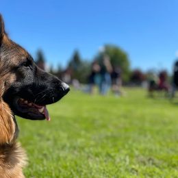 German Shepherds from London German Shepherds