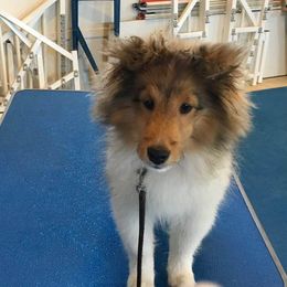 Shetland Sheepdog Puppies from Cindy Scott