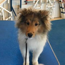 Shetland Sheepdog Puppies from Cindy Scott