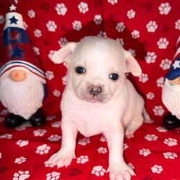 Dutton - Cream and white male Chihuahua puppy in Palmyra, Indiana from Country Star Chihuahuas